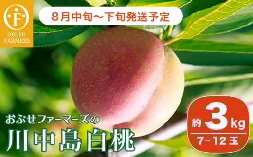 川中島白桃 約3kg 7～12玉 ［おぶせファーマーズ］桃 もも モモ フルーツ 果物 クール便 冷蔵便 長野県産 信州産 期間限定 数量限定 先行予約 2026 令和8年産【2026年8月中旬～下旬発送】