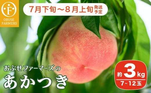 あかつき 約3kg 7～12玉 ［おぶせファーマーズ］桃 もも モモ フルーツ 果物 クール便 冷蔵便 長野県産 信州産  令和8年産【2026年7月下旬～8月上旬発送】