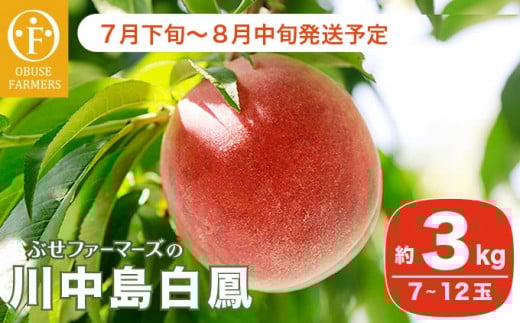 川中島白鳳 約3kg 7～12玉 ［おぶせファーマーズ］果物 フルーツ 桃 もも モモ クール便 冷蔵便 長野県産 信州産  令和8年産【2026年7月下旬～8月中旬発送】