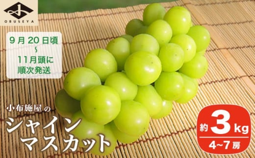 シャインマスカット 約3kg 4～7房 ［小布施屋］ フルーツ 果物 くだもの ぶどう 葡萄 ブドウ 数量限定 クール便配送 長野県産 産地直送 先行予約 送料無料 2026 2026年発送 令和8年産 【2026年9月20日頃～11月頭にかけて順次発送】