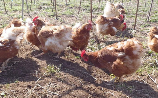 ãæãããåè¿ç€Œåã 平飌ã ãã¶ãã®ããŸã 40å ããã®ã¿å åµ çå çåµ é¶åµ é·éçç£ å°åžæœçºç£ ä¿¡å· ïŒ»A-22