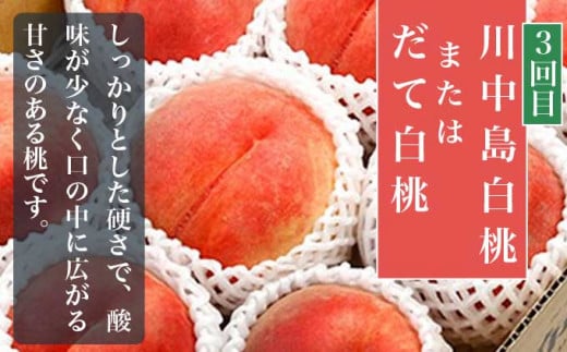 【3回定期便】小布施屋の 桃食べ比べ定期便 約1.8kg×3回 ［小布施屋］ 桃 もも モモ フルーツ 果物 冷蔵便 クール便 長野県産 令和8年産【2026年7月末～9月上旬発送】[B-502]