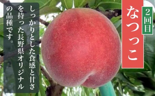 【3回定期便】小布施屋の 桃食べ比べ定期便 約1.8kg×3回 ［小布施屋］ 桃 もも モモ フルーツ 果物 冷蔵便 クール便 長野県産 令和8年産【2026年7月末～9月上旬発送】[B-502]