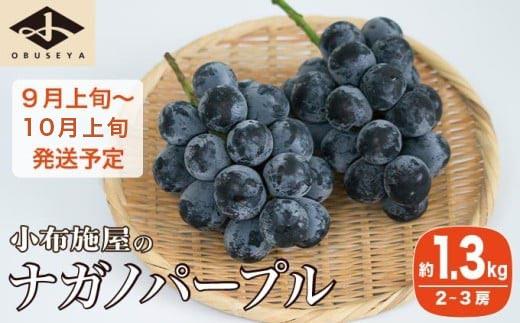 ナガノパープル 約1.3kg 2～3房 ［小布施屋］ 果物 フルーツ ぶどう 葡萄 令和8年産【2026年9月上旬～10月上旬発送】