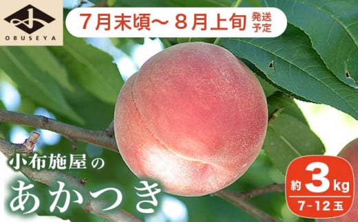 あかつき 約3kg 7～12玉 ［小布施屋］ 桃 もも モモ フルーツ 果物 令和8年産 【2026年7月末頃～8月上旬発送】