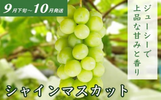 3åå®æäŸ¿ïŒœ å€ã®å³èŠ3åã³ãŒã¹ å°åžæœå±ïŒœ å
è¡äºçŽ ãã«ãŒã æç© ãã ãã® éè ããã æ°ééå® ãã¯ã¿ãªã³ æ¡ ã·ã£ã€ã³ãã¹ã«ãã ã¶ã©ã ã¯ãŒã«äŸ¿ å·èµ ãæ¥œãã¿ 3åãå±ã é·éçç£ ä¿¡å·ç£ 什å8å¹Žç£ ã2026幎7æïœ10æçºéã