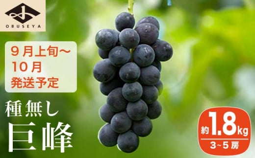 長野県産 種無し巨峰 約1.8kg 3～5房 ［小布施屋］ 果物 フルーツ ぶどう 葡萄  種無し 種なし 令和7年産【2025年9月上旬～10月発送】