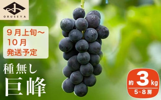 長野県産 種無し巨峰 約3kg 5～8房 ［小布施屋］ 果物 フルーツ ぶどう 葡萄 令和8年産【2026年9月上旬～10月発送】