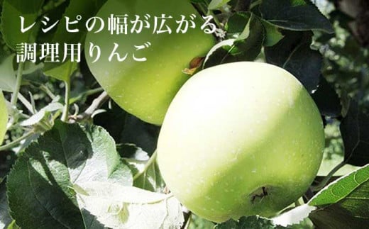 【訳あり】 クッキングアップル ブラムリー 約5kg 12～18玉 ［小布施屋］  林檎 リンゴ フルーツ 果物 傷 キズ 不揃い 規格外 家庭用 令和8年産  【2026年8月下旬～10月発送】  ［A-47］