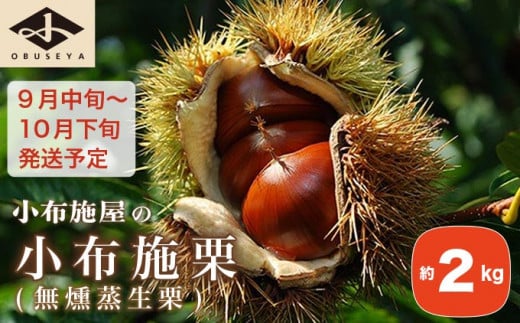 小布施栗（無燻蒸生栗） 約2kg ［小布施屋］  果物 フルーツ 生栗 くり 日本三大栗 令和7年産【2025年9月中旬～10月下旬発送】