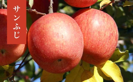 長野県産 旬のりんご 約3kg 6～12玉 ［小布施屋］ りんご 林檎 リンゴ 果物 フルーツ 信州産 特産 産地直送 産直 数量限定 お任せ お楽しみ 秋映 シナノスイート シナノゴールド シナノホッペ サンふじ 令和7年産 【2025年10月～2026年2月発送】