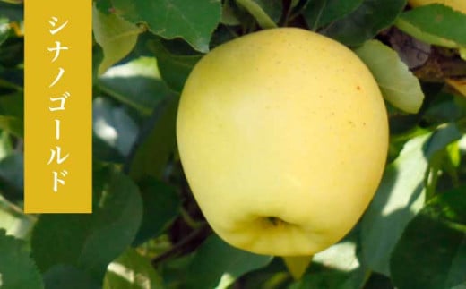 長野県産 旬のりんご 約3kg 6～12玉 ［小布施屋］ りんご 林檎 リンゴ 果物 フルーツ 信州産 特産 産地直送 産直 数量限定 お任せ お楽しみ 秋映 シナノスイート シナノゴールド シナノホッペ サンふじ 令和7年産 【2025年10月～2026年2月発送】