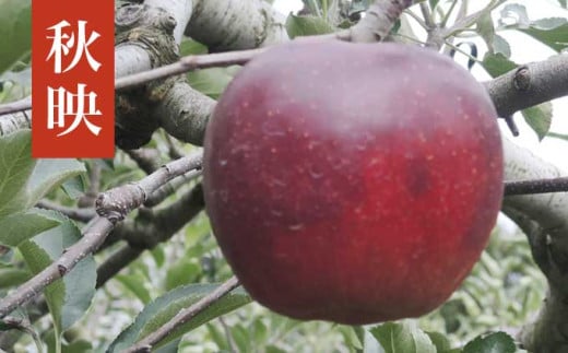 長野県産 旬のりんご 約3kg 6～12玉 ［小布施屋］ りんご 林檎 リンゴ 果物 フルーツ 信州産 特産 産地直送 産直 数量限定 お任せ お楽しみ 秋映 シナノスイート シナノゴールド シナノホッペ サンふじ 令和7年産 【2025年10月～2026年2月発送】