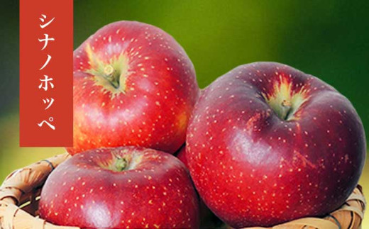 長野県産 旬のりんご 約3kg 6～12玉 ［小布施屋］ りんご 林檎 リンゴ 果物 フルーツ 信州産 特産 産地直送 産直 数量限定 お任せ お楽しみ 秋映 シナノスイート シナノゴールド シナノホッペ サンふじ 令和7年産 【2025年10月～2026年2月発送】