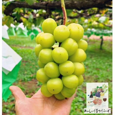 『2026年発送 先行受付』 信州高山村【新鮮朝採り 農家直送】 シャインマスカット ひと房【配送不可地域：離島】【1613809】