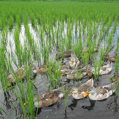 特別栽培米「ミルキークイーン」 白米 精米10kg(5kg×2袋)【1725869】