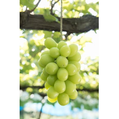 信州の高原育ちシャインマスカット 大きい600g×2房入り1.2kg【配送不可地域：離島】【1341284】