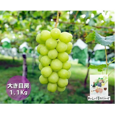 『2026年発送 先行受付』信州高山村【新鮮朝採り】シャインマスカット 2房1.1kg以上!【配送不可地域：離島】【1625531】