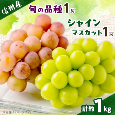 【信州産ぶどう2房セット】 シャインマスカット1房・旬の品種1房(約500g×2房)【配送不可地域：離島】【1499822】