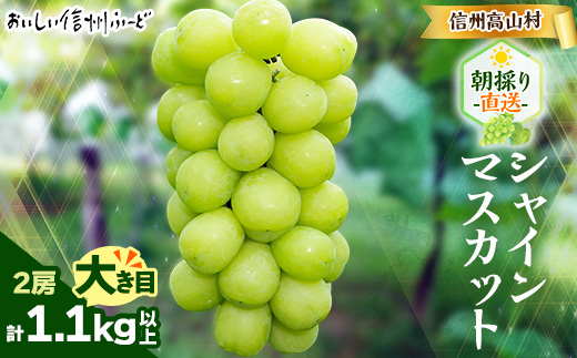 『2026年発送 先行受付』信州高山村【新鮮朝採り】シャインマスカット 2房1.1kg以上!【配送不可地域：離島】【1625531】