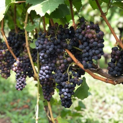 縲舌Ρ繧、繝ウ霎イ螳カ縺ョ繝ッ繧、繝ウ縲代メ繝」繧ェ 繝√Ε繧ェ 繝ュ繝繧ス 2023 繝。繝ォ繝ュ繝シ1譛ャ縲1031669縲