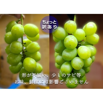 『2026年発送 先行受付』 ちょっと訳あり 信州産 新鮮朝採りシャインマスカット 2〜3房1kg【配送不可地域：離島】【1625533】