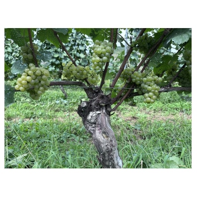 é«å±±æç£çœã¯ã€ã³ãã¬ãŒãŽããŽã¡ã³ãReve de Vin ãœãŒãŽã£ããšã³ã»ãã©ã³2024ã750mlã1725238ã