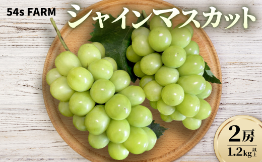 54s FARM のシャインマスカット 計2房 (1.2kg以上)【9月上旬〜11月上旬出荷】【配送不可地域：離島・北海道・沖縄県】【1645825】