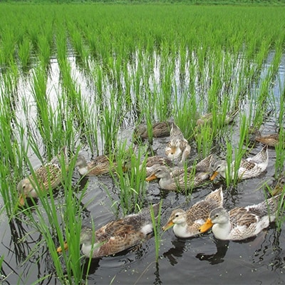 特別栽培米「ミルキークイーン」玄米 5kg【1023916】