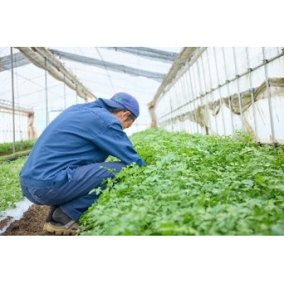 ä¿¡å·é«å±±æç£ãã¬ãã·ã¥ããŒãã®è©°ãåããã»ãã(3ã6çš®é¡)ãé
éäžå¯å°åïŒé¢å³¶ãã1510560ã