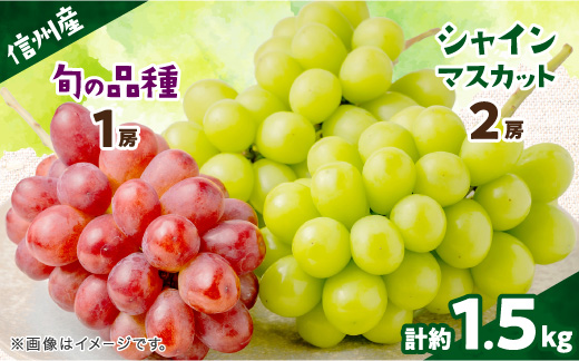 【信州産ぶどう3房セット】 シャインマスカット2房・旬の品種1房(約500g×3房)【配送不可地域：離島】【1221645】