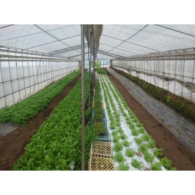 ä¿¡å·é«å±±æç£ãã¬ãã·ã¥ããŒãã®è©°ãåããã»ãã(3ã6çš®é¡)ãé
éäžå¯å°åïŒé¢å³¶ãã1510560ã