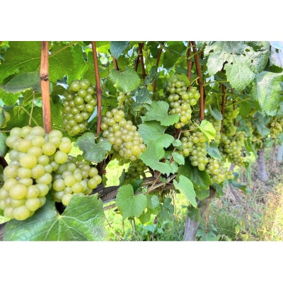 高山村シャルドネ　2022【配送不可地域：離島】【1677696】