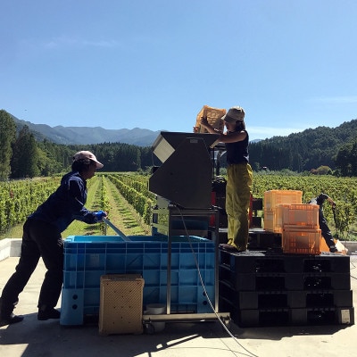 ä¿¡å·ããããŸã¯ã€ããªãŒã®èµ€ã¯ã€ã³ã»çœã¯ã€ã³2æ¬ã»ãã(ã¡ã«ããŒ&ã«ãã«ããã·ã£ã«ãã)ãé
éäžå¯å°åïŒé¢å³¶ãã1402296ã