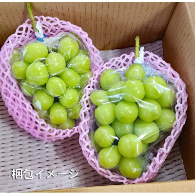 『2026年発送 先行受付』 ちょっと訳あり 信州産 新鮮朝採りシャインマスカット 2〜3房1kg【配送不可地域：離島】【1625533】