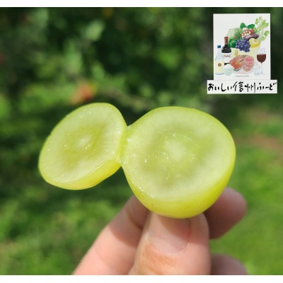 『2026年発送 先行受付』 ちょっと訳あり 信州産 新鮮朝採りシャインマスカット 2〜3房1kg【配送不可地域：離島】【1625533】