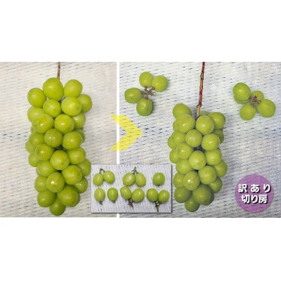 『2026年発送 先行受付』訳あり 信州産【新鮮朝採り】シャインマスカット 4パック 1.5kg以上【配送不可地域：離島】【1625534】