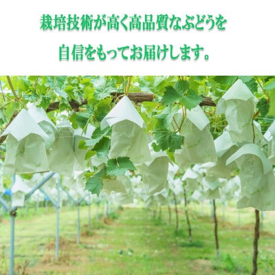 【2026年9〜10月発送】JAながの　須高産　シャインマスカット　約1.2kg　2〜3房入り【配送不可地域：離島・北海道・沖縄県】【1377390】