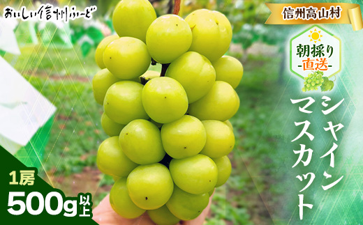 『2026年発送 先行受付』 信州高山村【新鮮朝採り 農家直送】 シャインマスカット ひと房【配送不可地域：離島】【1613809】