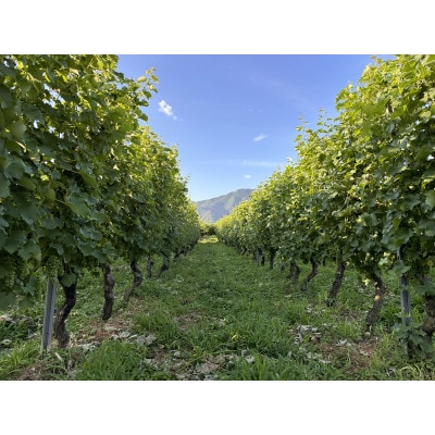 é«å±±æç£çœã¯ã€ã³ãã¬ãŒãŽããŽã¡ã³ãReve de Vin ãœãŒãŽã£ããšã³ã»ãã©ã³2024ã750mlã1725238ã