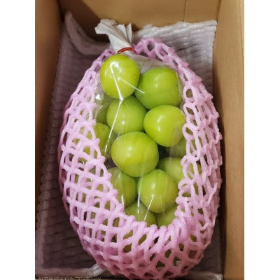 『2026年発送 先行受付』 信州高山村【新鮮朝採り 農家直送】 シャインマスカット ひと房【配送不可地域：離島】【1613809】