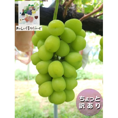 『2026年発送 先行受付』 ちょっと訳あり 信州産 新鮮朝採りシャインマスカット 2〜3房1kg【配送不可地域：離島】【1625533】