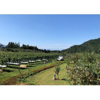 é«å±±æç£ãèµ€ã¯ã€ã³ãã¬ãŒãŽããŽã¡ã³ãReve de Vinãã¡ã«ããŒ2023ã750mlã1680458ã