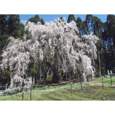 ä¿¡å·é«å±±æç£ãã¬ãã·ã¥ããŒãã®è©°ãåããã»ãã(3ã6çš®é¡)ãé
éäžå¯å°åïŒé¢å³¶ãã1510560ã