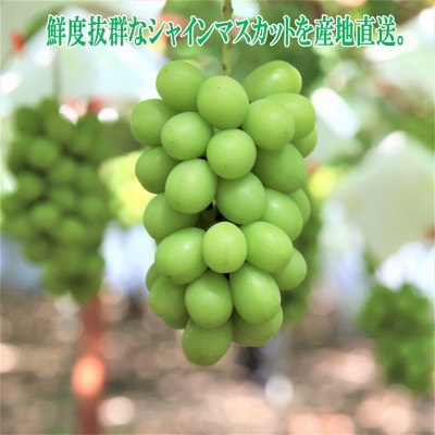 【2026年9〜10月発送】JAながの　須高産　シャインマスカット　約1.2kg　2〜3房入り【配送不可地域：離島・北海道・沖縄県】【1377390】