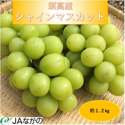 【2026年9〜10月発送】JAながの　須高産　シャインマスカット　約1.2kg　2〜3房入り【配送不可地域：離島・北海道・沖縄県】【1377390】