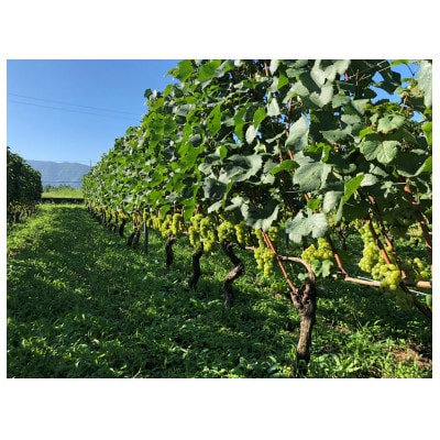 é«å±±æç£ãèµ€ã¯ã€ã³ãã¬ãŒãŽããŽã¡ã³ãReve de Vinãã¡ã«ããŒ2023ã750mlã1680458ã