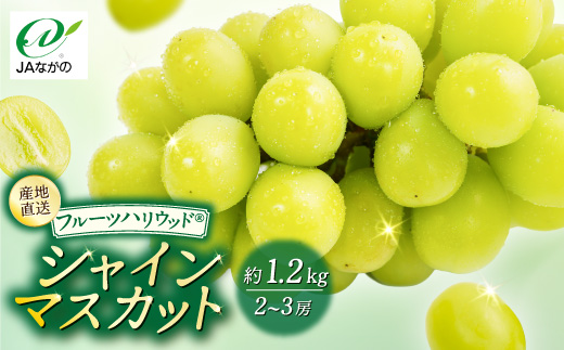 【2026年9〜10月発送】JAながの　須高産　シャインマスカット　約1.2kg　2〜3房入り【配送不可地域：離島・北海道・沖縄県】【1377390】
