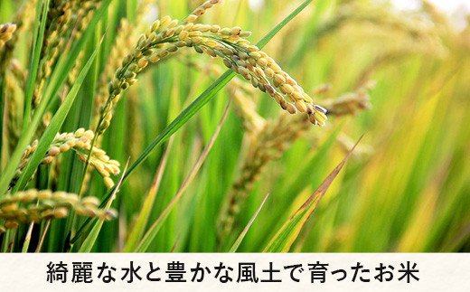 【令和6年度収穫分】コシヒカリ（玄米）5kg×6回【6カ月定期便】 ※沖縄および離島への配送不可　※2024年10月上旬頃から順次発送予定　町田さんちの玄米　長野県飯綱町[1345]