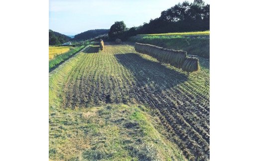 [0642]【令和6年度収穫分】増田ファームのお米　こしひかり5kg×6回【6ヶ月定期便】 はぜかけ　※沖縄は配送不可　※2024年11月上旬頃から順次発送予定　長野県飯綱町